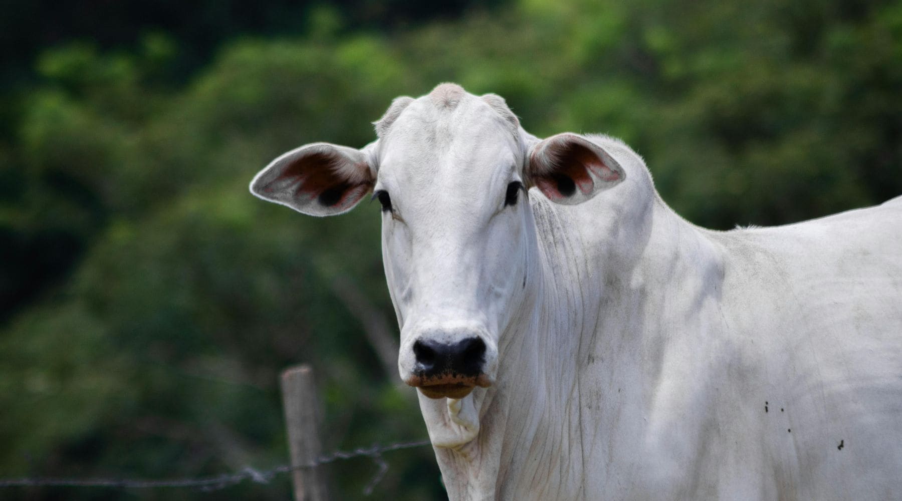 Vantagens de contar com consultoria especializada em crédito rural